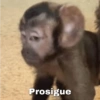 Prosigue