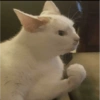 ✨MEMES GATITOS🥰 8