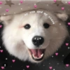 Cães e corações 12