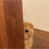 ✨MEMES GATITOS🥰 11