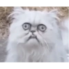 ✨Gatos Cura Depresión 6😻❤️ 5