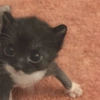 Котёнок с глазками