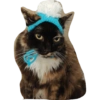 O gato chateado 5