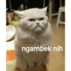Kucing ini ramah!!! 10