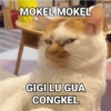 MOKEL MOKEL
GIGI LU GUA
CONGKEL