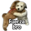 PAYI Fuerza bro