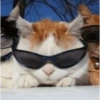 Кот в очках