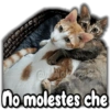 @flips
no molestes che