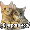 or vidri
¿Que pasa aca?