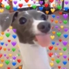 Cães e corações 16