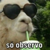 só observo