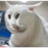 Serious Cat 15