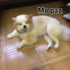 Thor o spitz 8
