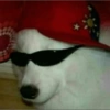 Só animais 10