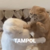 TAMPOL