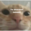 Ya duermet
imbesil