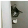 ✨Gatos Cura Depresión 5😻❤️ 10