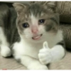 ✨MEMES GATITOS 2🥰 10