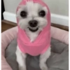 Perritos random 10