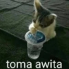 😽Animalitos Anti-depresivos 2 11