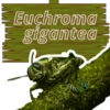 Animales de la Amazonia  V1 7