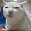 Serious Cat 8