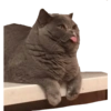 Memes Without Context 4 12