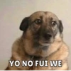 Memes de perritos🐶 6