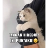 Kucing ini ramah!!! 16