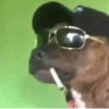 Só animais 13
