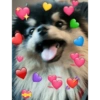 Cães e corações 15