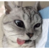 ✨MEMES GATITOS🥰 6