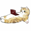 Abel's cat 1 16