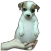 Payi w