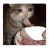 Sad Cats 14