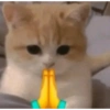 Kucing lebaran 8