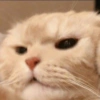 Равнодушный кот