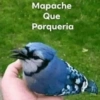 Mapache Que Porqueria