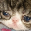 Sad Cats 27