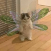 Gatitos 9