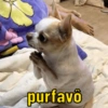DOGS REAGEM 🥰🐶 7