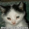 😽Animalitos Anti-depresivos 2 16