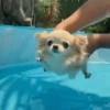 Perritos random 12