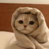 ✨MEMES GATITOS🥰 15