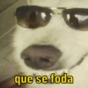 DOGS REAGEM 🥰🐶 14