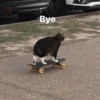 Bye