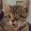 Gatinhos Memes😹 13