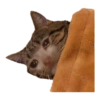 Sad Cats 19