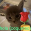 blo hola (coquereo)
