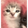 Розовый котёнок